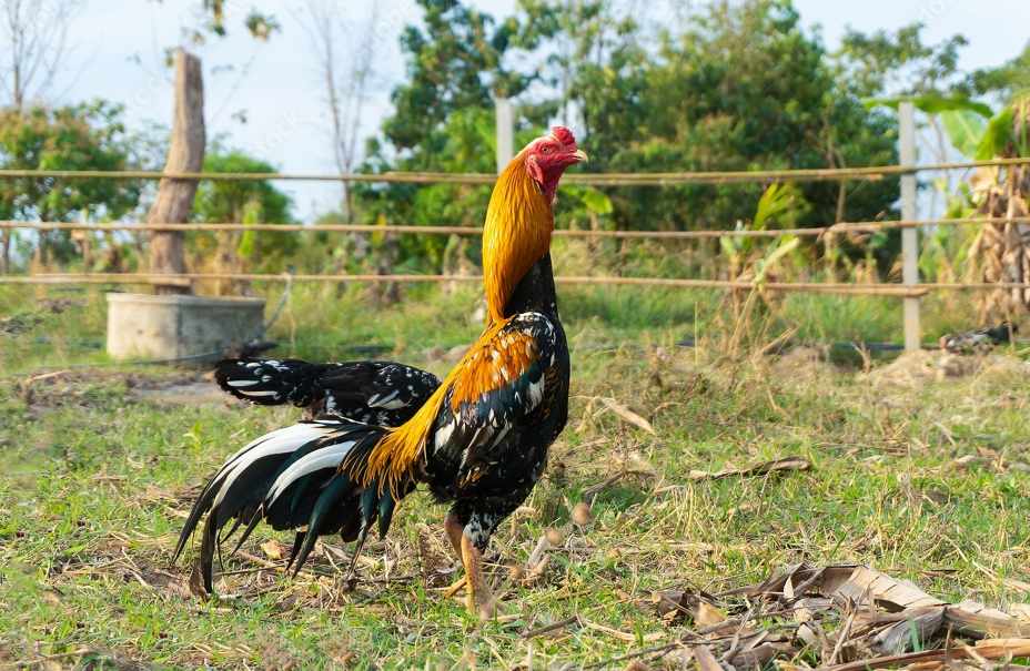 Giống Gà Chiến Mạnh Mẽ Nhất Trong Giới Đá Gà