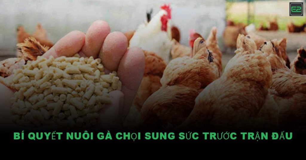 Nuôi gà chọi
