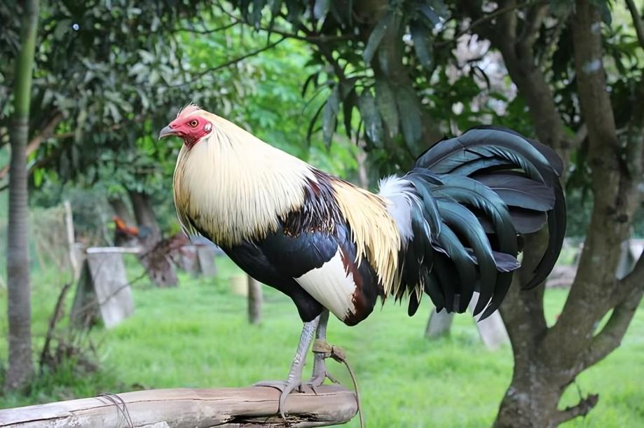 Giống Gà Chiến Mạnh Mẽ Nhất Trong Giới Đá Gà
