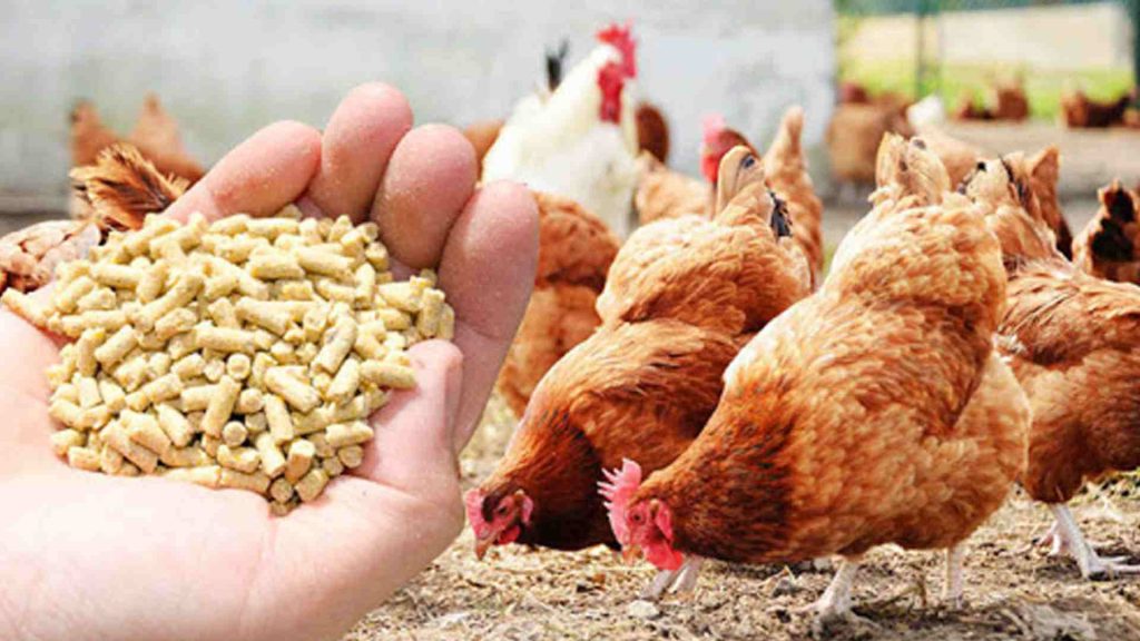 Raising fighting cocks