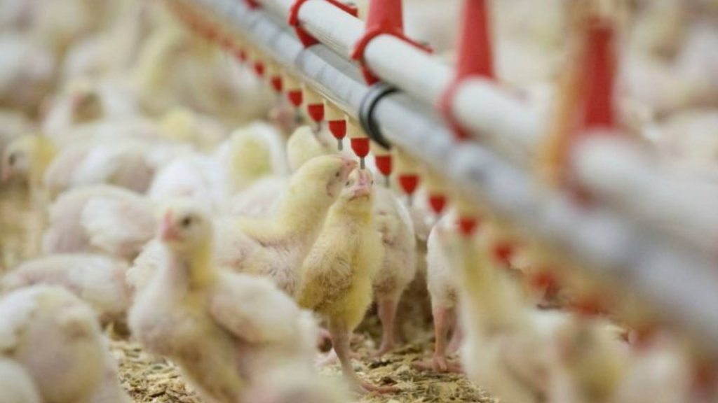Raising fighting cocks