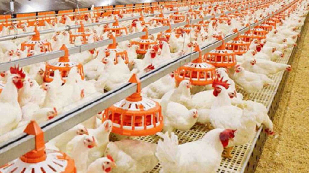 Raising fighting cocks