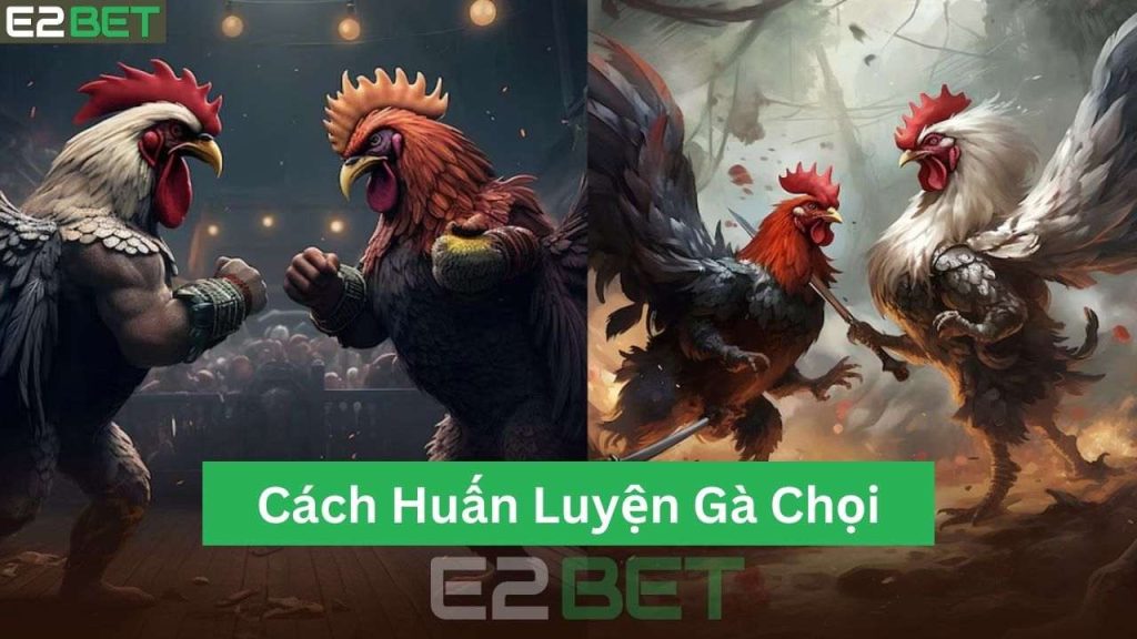 Cách Huấn Luyện Gà Chọi