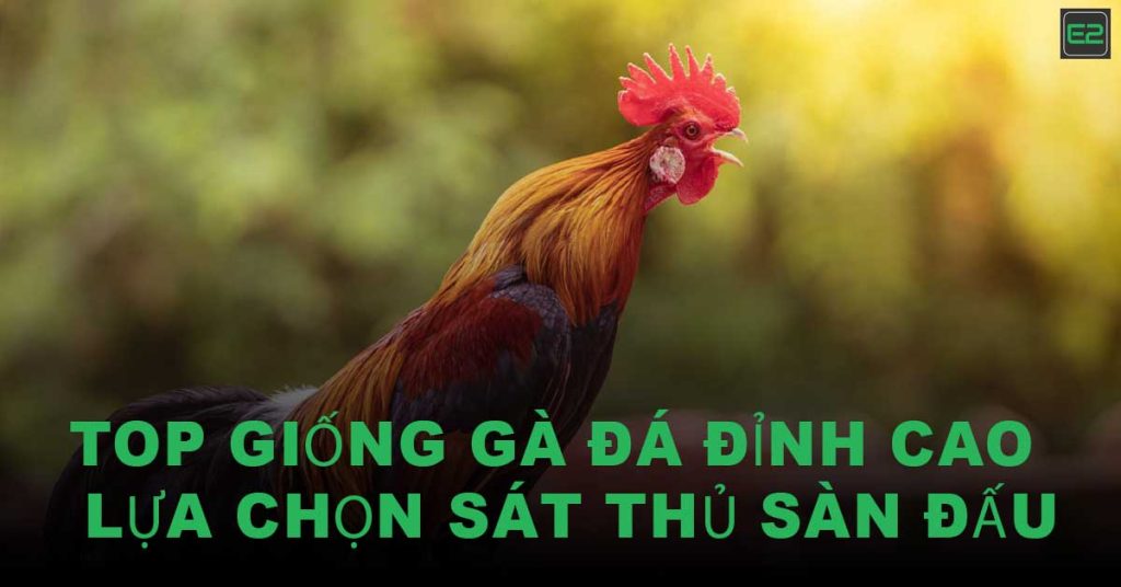 Giống gà đá
