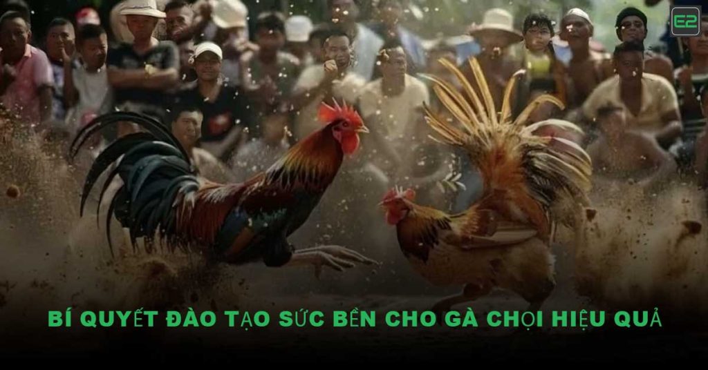 đào tạo sức bền cho gà chọi